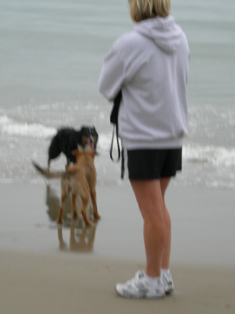 dogs at the beach!