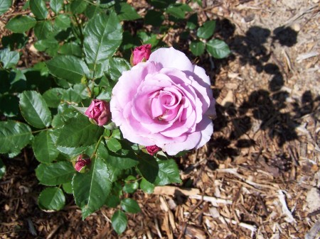 One of my lavendar roses