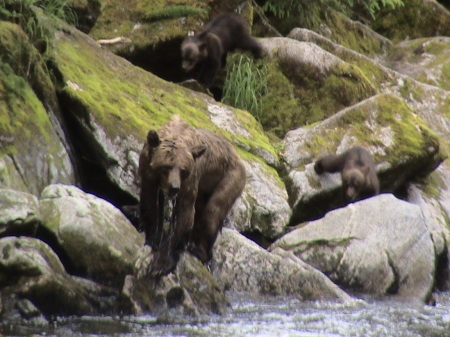 Momma Brownie at AnnAnn Creek