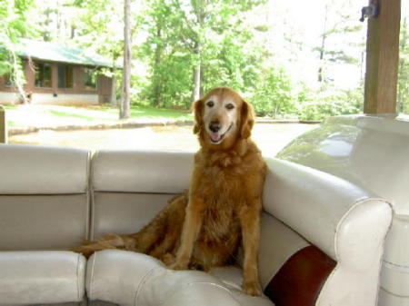 The dog at the lake