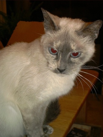 Teddy, my lilac point siamese.