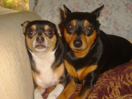 Bart(Chihuahua) and Maggie(Miniature Pinscher)