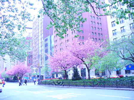 The Cherry Blossom's in Spring