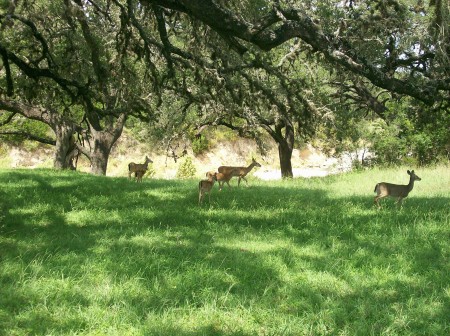 Sandy Davis' album, Bandera Texas