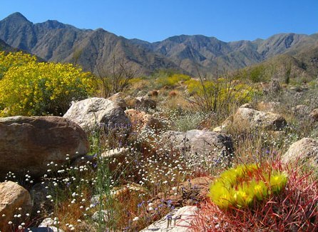 Henderson Canyon in Spring