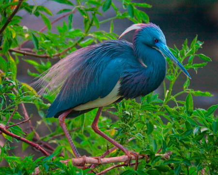 Tri-Colored Heron