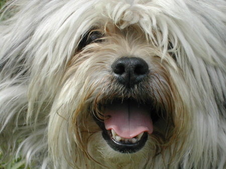 One of our two dogs . . . Shaggy