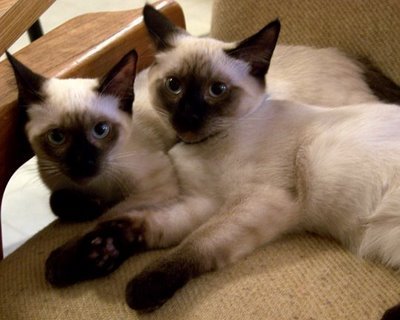 Our half-grown Siamese Kitties, Munchen and Minden!