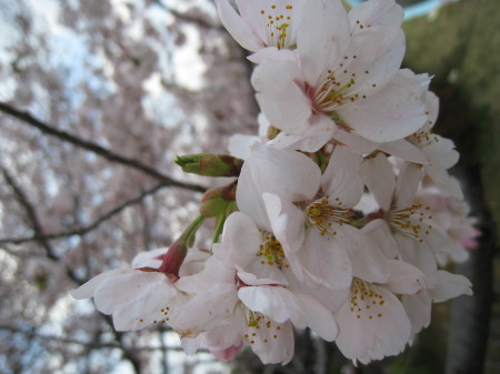 a nice spring day in nearby athletic field(2)