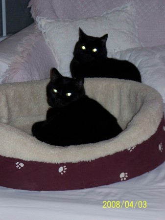 two black kitties sittin in a chair