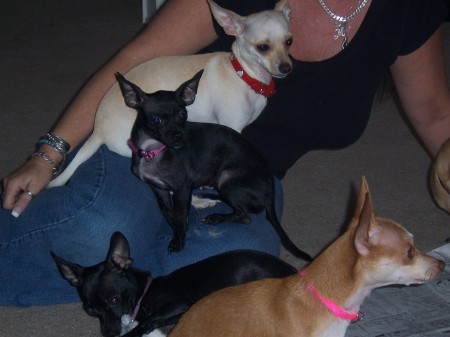 My Chihuahuas.
