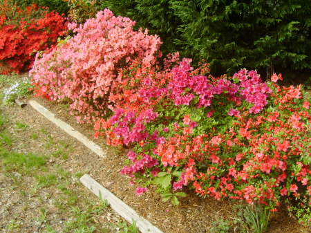 Some of the flowers along the front