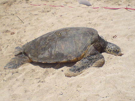 Green Sea Turtle