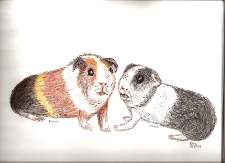 Pseudo and Moodo Guinea Pig