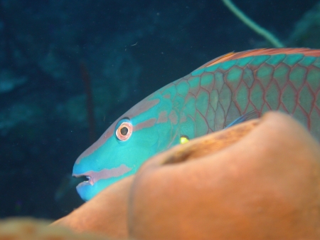 Shy Parrotfish