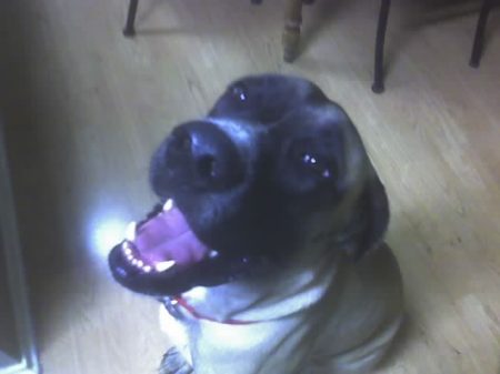 My mastiff, Brynley...