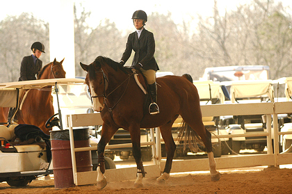 Horse Show