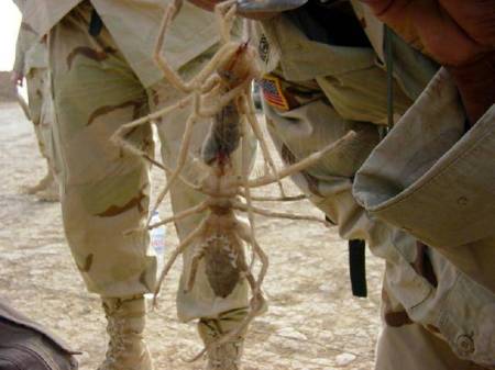 Camel spiders in Irage