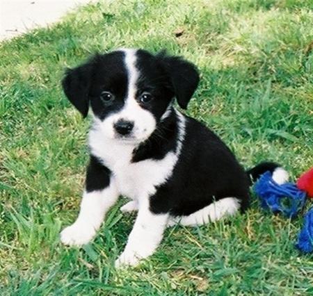 Our Border Collie (in 2004)