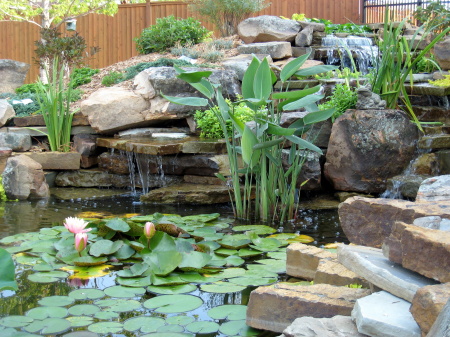 Water Garden