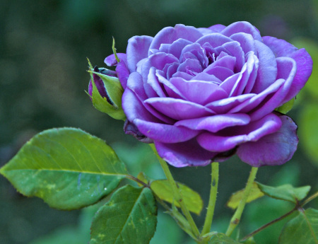 A Purple Rose - Full Bloom