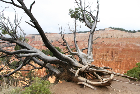 bryce canyon 053