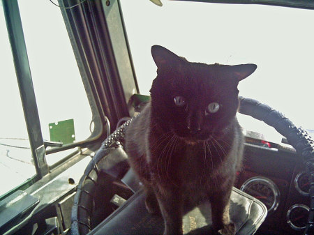 My co-driver of 6 years-----------Spook the cat.