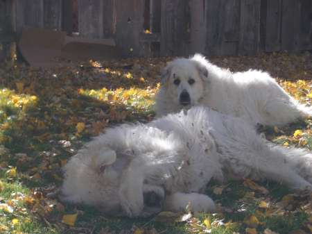 titan and echo in the leaves