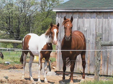 Sunshine now a yearling