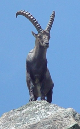 Steinbok in Italian Alps