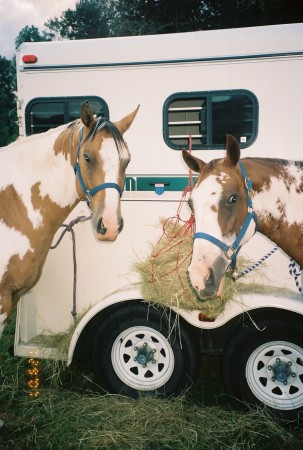 Two of my Beauties (or Beasts)