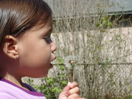 Sofia blowing dandelions in NY