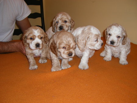 My friend Kevin & his puppies