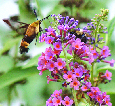 Rare Hummingbird Moth in our yard!