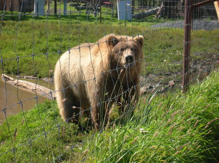 Brown Bear