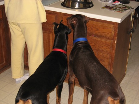 Our Dobes, Pepper(black) & Primo(red)