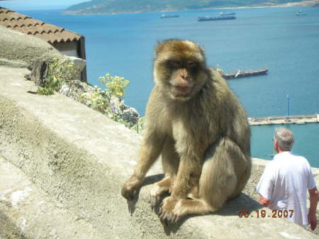 Gibraltor