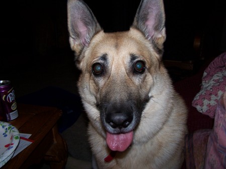 My German Shepard "Wyndee"