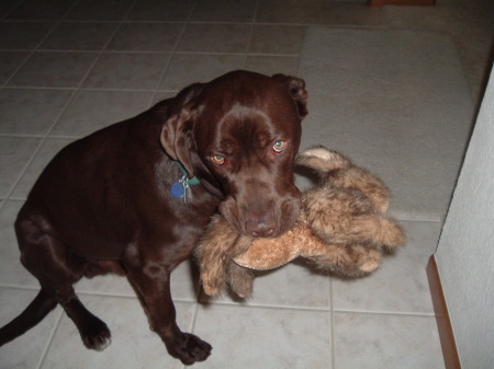 KoKo with his 'toy/baby'.