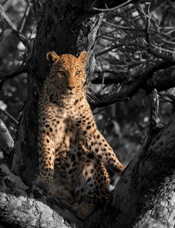 Okavango Leopard
