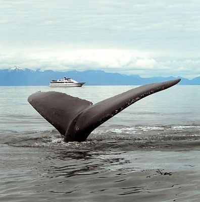 Whale fin in Alaska