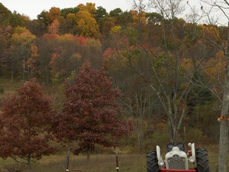 The back yard.