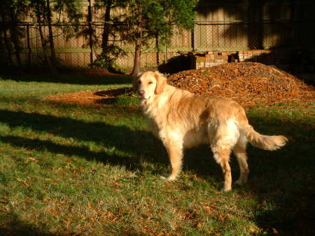 Bubba in the sunset