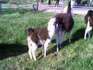 baby llama