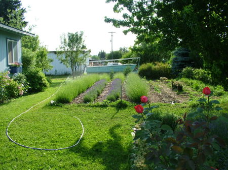 New Lavender Field