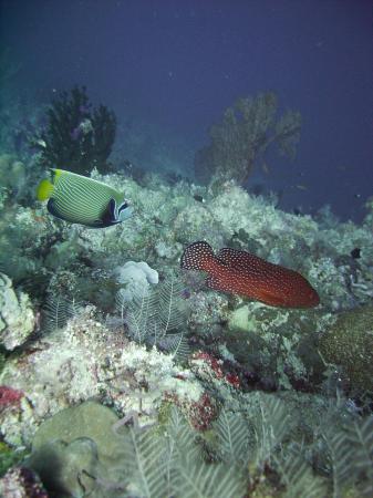 Diving in Republic of Palua 4