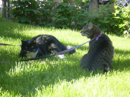 Kinley and CeeJay in back yard