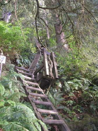 Lots of Ladders on the WCT, Vancouver Is, BC