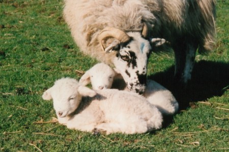 Last Lambs