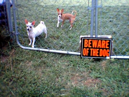 Warning the neighbors about our ferocious babies!